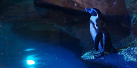 ナイトズーの最中のペンギン| キャステル | CASTEL ディズニー情報
