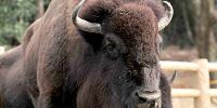 アメリカバイソン| キャステル | CASTEL ディズニー情報