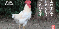 天王寺動物園：【おすすめ⑤】TVで話題！強運の持ち主"奇跡のニワトリ"| キャステル | CASTEL ディズニー情報