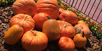 エントランスにはハロウィーンのカボチャが！| キャステル | CASTEL ディズニー情報