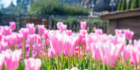 ザンビ坂の花壇設定：22㎜ SS1/250 F5.6 ISO100| キャステル | CASTEL ディズニー情報