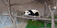 アドベンチャーワールドのパンダ| キャステル | CASTEL ディズニー情報
