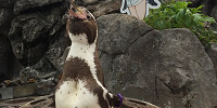 東武動物公園駅から東武動物公園へのアクセス| キャステル | CASTEL ディズニー情報