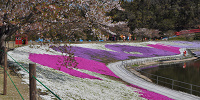 東京ドイツ村の芝桜| キャステル | CASTEL ディズニー情報