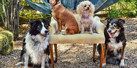 犬好きには絶対観てもらいたいディズニー作品| キャステル | CASTEL ディズニー情報