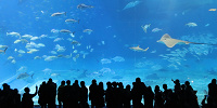【GoToトラベル】美ら海水族館を安く予約するには？ホテルセットプランや日帰りツアーがおすすめ！