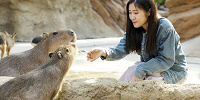 カピバラふれあい| キャステル | CASTEL ディズニー情報