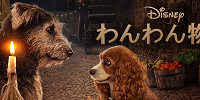 実写版『わんわん物語』に出演しているのは本物の犬たち| キャステル | CASTEL ディズニー情報
