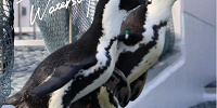 四国水族館のペンギン| キャステル | CASTEL ディズニー情報