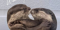 四国水族館のカワウソ| キャステル | CASTEL ディズニー情報