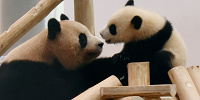 ほほえましい親子パンダ| キャステル | CASTEL ディズニー情報