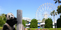 観覧車とパンダ| キャステル | CASTEL ディズニー情報