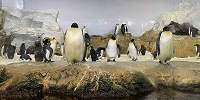 アドベンチャーワールドのペンギンを解説！全8種類の種類、人気のイベント、お土産情報も