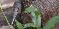 アジアの熱帯雨林ゾーン／天王寺動物園| キャステル | CASTEL ディズニー情報