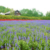 【北海道】ラベンダー畑おすすめ7選！見頃の時期はいつ？大仏・湖畔・街コラボが話題に！