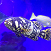 キャステル 新江ノ島水族館（えのすい）割引チケットはAsoview&EPARKがお得！購入方法やエポス・JAF割引も！
