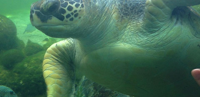 八景島シーパラダイスのアクセス方法 電車 バス 車別 最寄り駅の紹介も