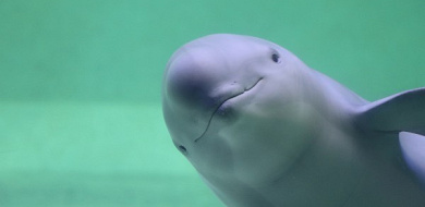 鳥羽水族館へ遊びに行こう 料金 見どころ ランチ アクセス お土産情報総まとめ