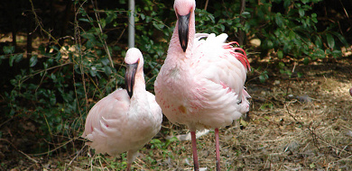 21 天王寺動物園のナイトズーとは 次回開催はいつ 料金や見どころ 過去の