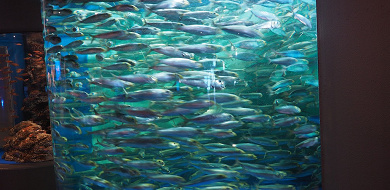 【決定版】しながわ水族館を徹底攻略！チケット料金、割引、館内エリア、アクセス、アザラシを紹介♪