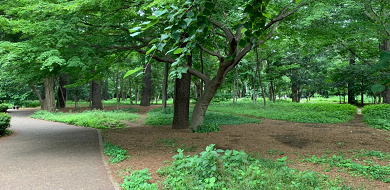 【中野】江古田の森公園を徹底解説！駐車場・ランニングコース・遊具・散策路・周辺グルメスポット