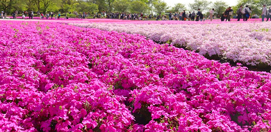 【秩父】芝桜の見頃は4月下旬がピーク！2020年の開催期間、混雑状況、アクセスも！