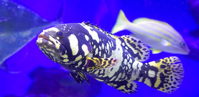 新江ノ島水族館（えのすい）割引チケットはAsoview&EPARKがお得！購入方法やエポス・JAF割引も！
