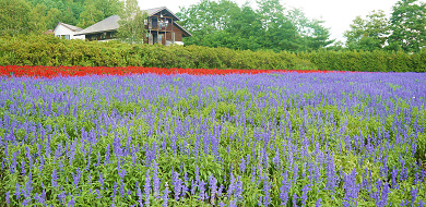 【北海道】ラベンダー畑おすすめ7選！見頃の時期はいつ？大仏・湖畔・街コラボが話題に！
