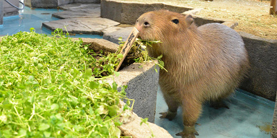 ニフレルは予約が必要？WEBチケットの事前購入・当日チケットの販売情報まとめ！土日祝は時間指定制に注意！