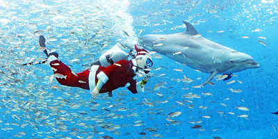 八景島シーパラダイスでクリスマスイベント開催！ショー＆イベント、イルミネーション、フード、注意点まとめ