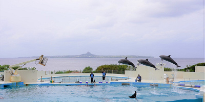 沖縄・美ら海水族館イルカショー解説！無料で見られるオキちゃん劇場の楽しみ方をお届けします！