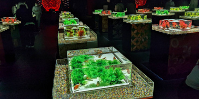 【アートアクアリウム銀座】見どころ、チケット情報、アクセスなどを徹底解説！