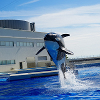 神戸須磨シーワールドの2大ショー！シャチ＆イルカショーを解説！カッパがないと濡れる？見どころや待ち時間目安も！