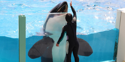 【鴨川シーワールド】シャチ好き必見！ショーやグッズ、シャチが見えるレストランを解説