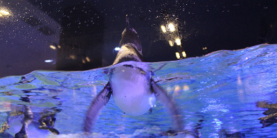 【すみだ水族館】ペンギン好き必見！名前、赤ちゃんに会える時期、ペンギンカフェを紹介！
