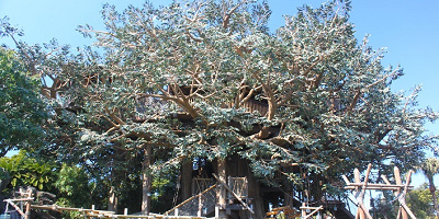 スイスファミリー・ツリーハウスの場所、待ち時間、見どころまとめ！内部ツアー形式で詳しく紹介！