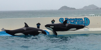 【鴨川シーワールド】入場料を解説！チケットの種類、料金、コンビニ前売り券ほか、割引情報を紹介！