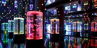 アクアパーク品川の最強デートプラン！駅近の水族館でイルカやクラゲとロマンチックなひとときを