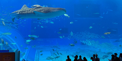 美ら海水族館の割引方法5選を割引額順に紹介！最安はどれ？道の駅や福利厚生サイトなど
