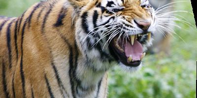 【動物園】那須サファリパーク徹底ガイド！ナイトサファリがおすすめ！料金・営業時間・アクセスまとめ！