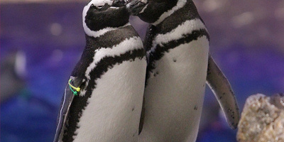 【スカイツリー】すみだ水族館見どころ５選！料金・予約・アクセス・営業時間を徹底解説！