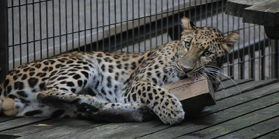 【よこはま動物園ズーラシア】料金＆割引方法11選！JAF会員証や子育てパスポートで割引あり！