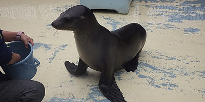 【2019】マリンワールド徹底ガイド！見どころ4選！料金・割引・営業時間・アクセスまとめ！