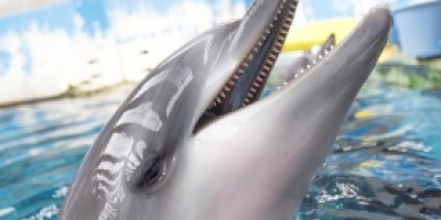 【神戸の観光地】須磨海浜水族園徹底ガイド！入園料・園内施設・飼育動物・各種イベントまとめ！