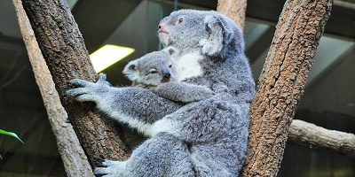 【2023】東山動物園の駐車場まとめ！無料の駐車場・台数の多い駐車場・その他注意点！