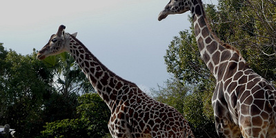 【2025】天王寺動物園の料金＆割引を解説！コンビニ前売り割引はある？