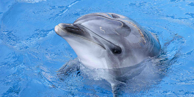 【2023】うみたまごの割引情報まとめ！割引券・クーポンを利用して安い料金で楽しもう！