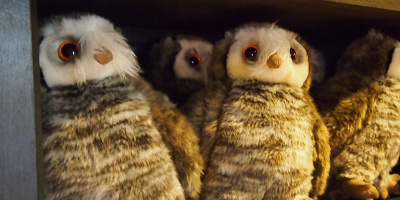 【ハリーポッター】フクロウを種類別に解説！ヘドウィグはハリーのふくろう♪