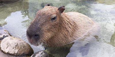 【2020-2021】那須どうぶつ王国の料金・割引まとめ！GoTo対象の2割引チケット発売中！