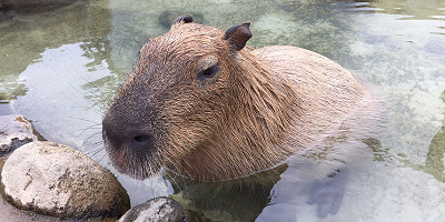 【2023】那須どうぶつ王国のクーポン情報まとめ！割引やクーポンを使ってお得に楽しもう